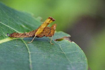 Image of a brown monkey grasshopper (Arthropoda: Insecta: Orthoptera: Chorotypidae: Erianthus versicolor) on green leaves. Insect Animal