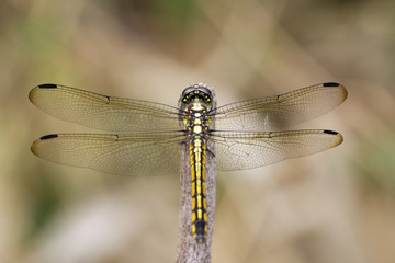 Image of crimson dropwing dragonfly(female)/Trithemis aurora on a branch on nature background. Insect. Animal