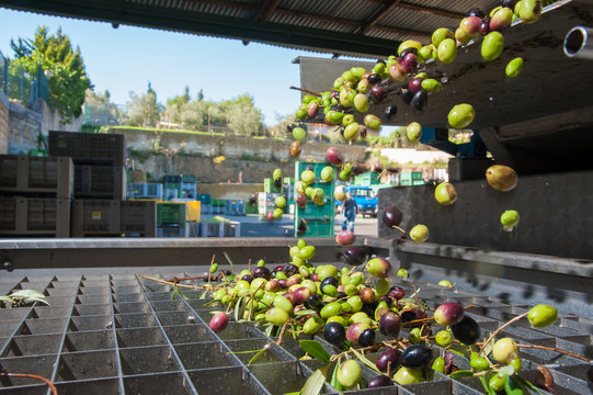 Just washed olives falling through a defoliator filter in the machine for milling