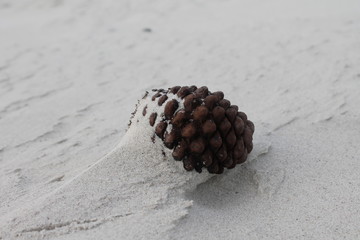 pomme de pin sur la plage