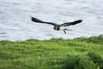 Northern Lapwing, Lapwing, Vanellus vanellus