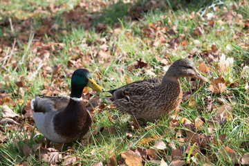 Enten im Herbst