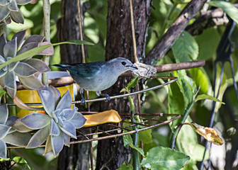 Bird blue and gray on branch Thraupis sayaca