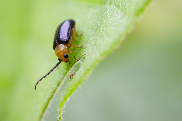 Image of Twin-spotted Beetle (Oides andreweisi) on green leaves. Insect Animal