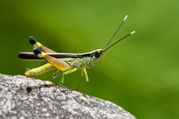 Image of sugarcane white-tipped locust (Ceracris fasciata) on a rock. Insect. Animal. Caelifera.,...