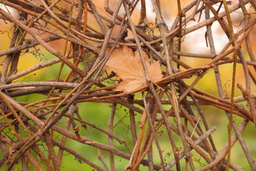 Dry vine and dry leaves against the background of autumn park for designer
