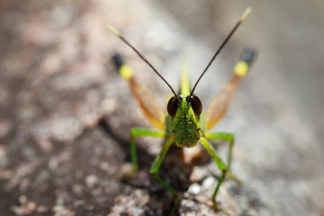 Image of sugarcane white-tipped locust (Ceracris fasciata) on a rock. Insect. Animal. Caelifera., Acrididae