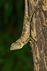 Image of brown chameleon on tree. Reptile. Animal.