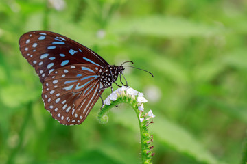 Image of a butterfly (The Pale Blue Tiger) on nature background. Insect Animal