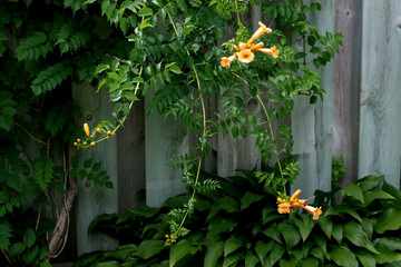 Trumpets on the Vine