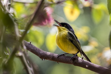 Bird Yellow and black on branch Todirostrum cinereum