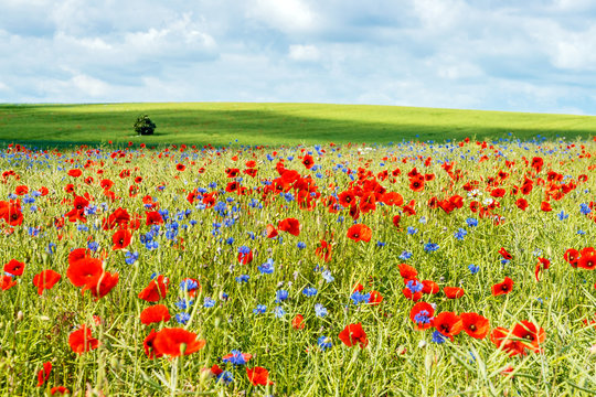 Mohnfeld auf R&uuml;gen