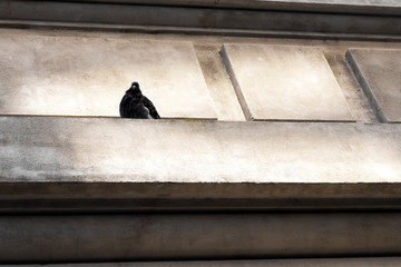 Pigeon looking from above