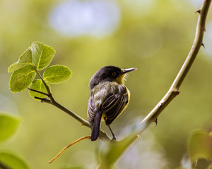 Bird Yellow and black on branch Todirostrum cinereum