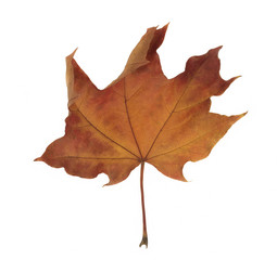 Red maple leaf as an autumn symbol on a white background