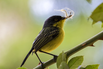 Bird Yellow and black on branch Todirostrum cinereum