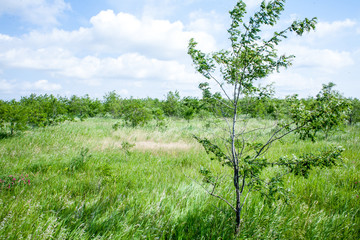 Fototapeta premium green grass and trees in the virgin unspoilt nature of summer in the afternoon