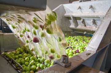 Olive washing phase: the process of olive washing and defoliation in the chain production of a modern oil mill - 178620999