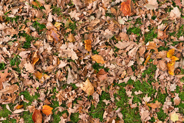 Autumn leaves background