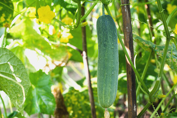 green cucumber on tree in garden