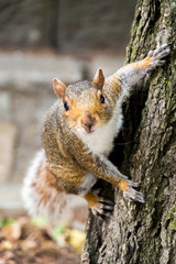 Close up of lovely squirrel being adorable on a tree