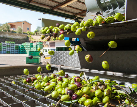 Just washed olives falling through a defoliator filter in the machine for milling
