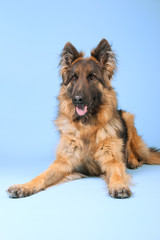 German shepherd dog