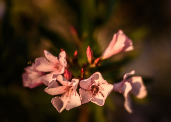 Fototapeta na wymiar flowers