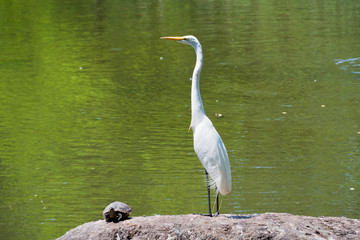 White crane and a turtle standing on a rock in a lake