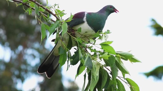 New Zealand Wood Pigeon Eating Leaves On Branch 