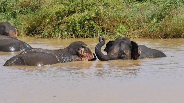 Baby Elephants swimming 