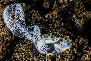Nudibranch laying eggs
