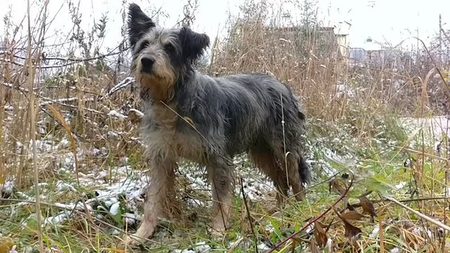 clever stray dog, slow motion video 
