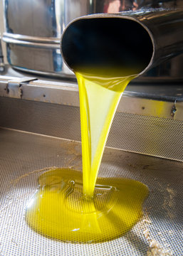 Oil milling: olive oil running from a steel pipe into a metal decanter 