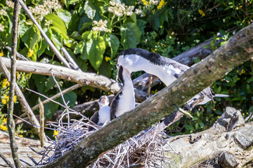 Little Cormorants Feeding Hatchlings  
