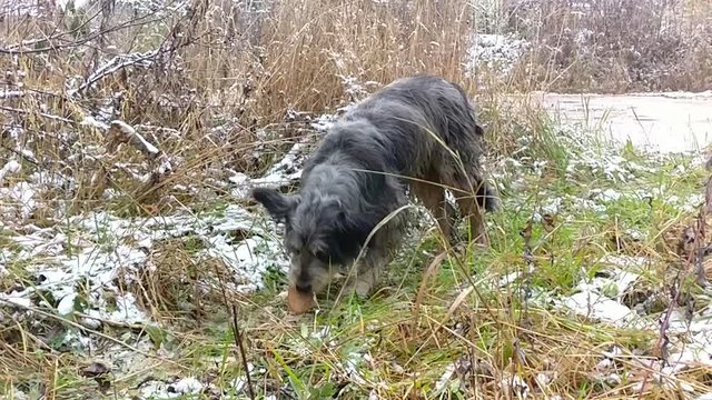 clever stray dog, slow motion video 
