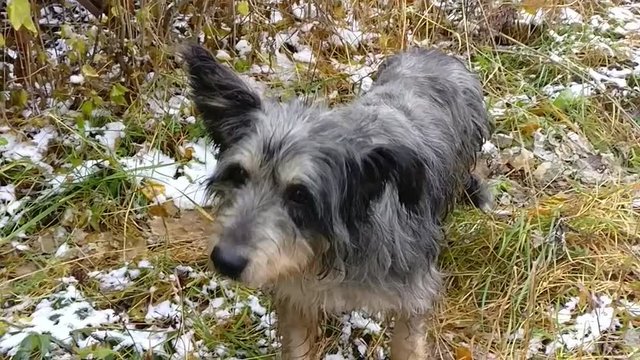 clever stray dog, slow motion video 
