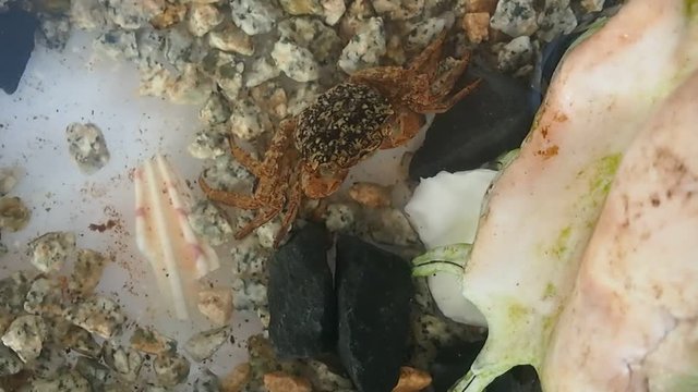 佐賀県いろは島の岩ガニ/飼育ケース内