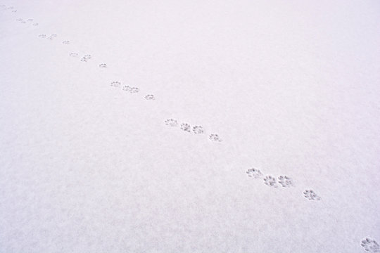 Photo of animal tracks on the snow in winter