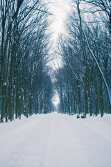 Photo of snow-covered road in the park in winter