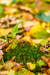 Photo of green moss in orange autumn forest