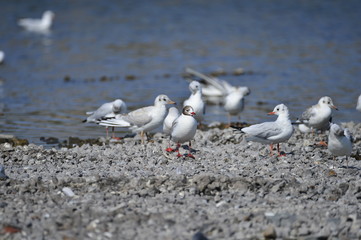 The sea bird