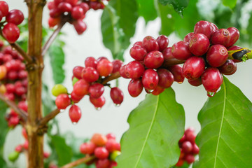 Close up of cherry coffee beans on the branch of coffee plant before harvesting,Closeup shot with shallow DOF