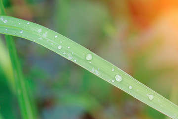 Water droplets on the green thatched refresh