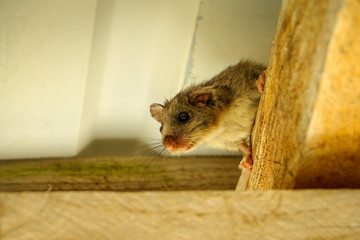 Dormouse under the roof. Squirrel tailed dormouse on wooden beam. Myoxus, Edible dormouse