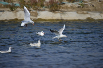 The sea bird