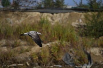 The sea bird
