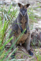 Pademelon eating- native Australian marsupial mammal portrait