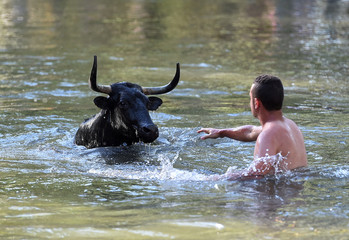 Fototapeta na wymiar spanish bull