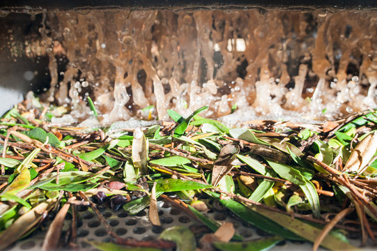 Olive washing phase: waste water of the washing process